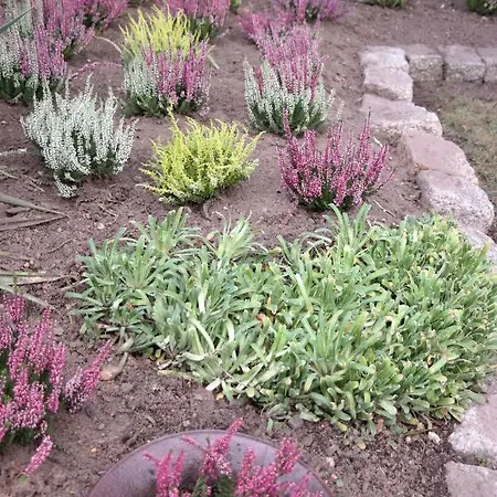 Appartementwestinghaus דירה Edemissen